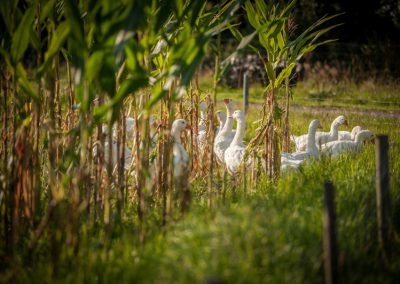 Gänse im Maisanbau mit Grasuntersaat