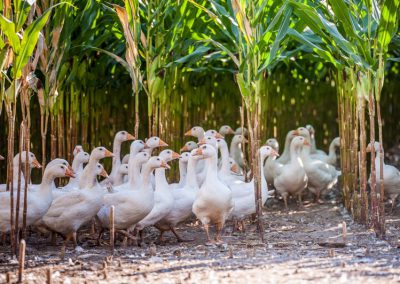 Gänse im Maisanbau