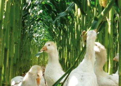 Gänse im Maisanbau