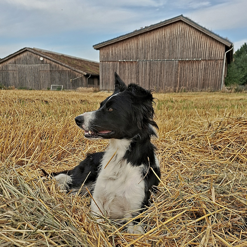 Hofhund Ari auf einer geerntete Ackerfläche, im Hintergrund die lärchenholzverkleideten Gänseställe